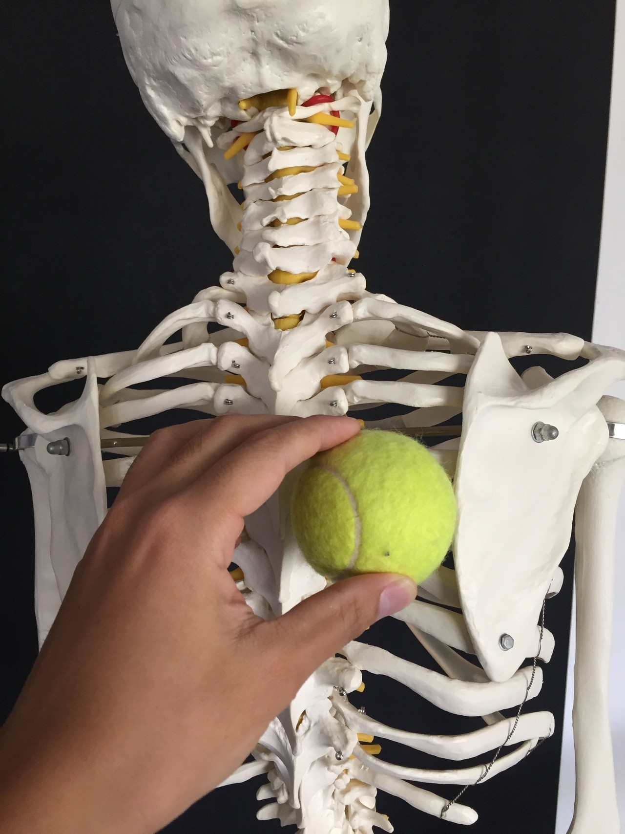 肩甲骨の間のコリをテニスボールでつぶします